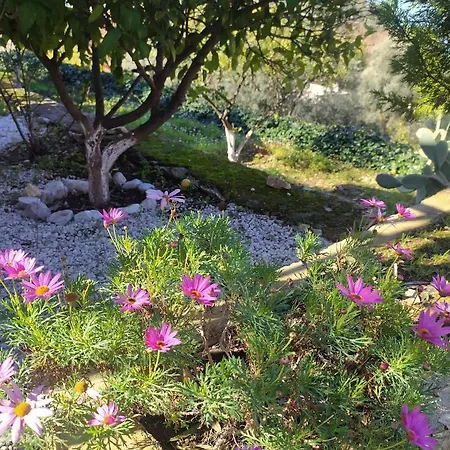 Onur Fethiye ファラリア